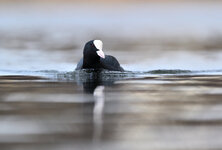 FOS_4420_012FOS_4420_small.JPG FOS_4420_012FOS_4420_small.JPG