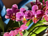 vivo_orchid1.jpg