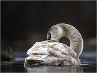 NZF_0419+ mkl1,5 D.jpg