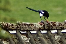 IMG_0367.jpg