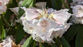 PXL_20240303 Rhododendron Frühling Bot. Garten 2024.jpg