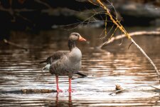 comp_DSC01780.jpg comp_DSC01780.jpg