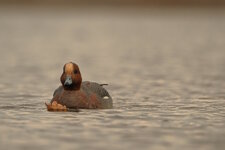 DSCF9519_jiweepä.jpg DSCF9519_jiweepä.jpg