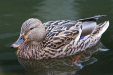 kurz_CI1E4154-e_e.jpg kurz_CI1E4154-e_e.jpg