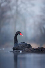 R6_D0529-Verbessert-RR_LR_korr.jpg R6_D0529-Verbessert-RR_LR_korr.jpg