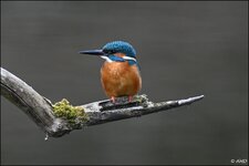 c_DSC_9059.jpg