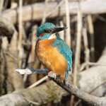 Eisvogel5_1.jpg