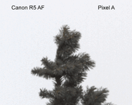 Canon-R5-AF.gif
