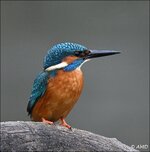 c_DSC_9318.jpg