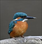 c_DSC_9270.jpg