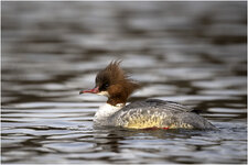 NZ9_6490 mkl1,5 b D.jpg