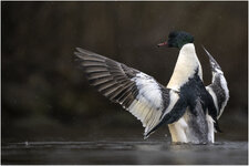 NZ9_7405+ mkl1,5 D4.jpg