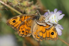 ThoMon_20130830_3691_E7D_v1.JPG