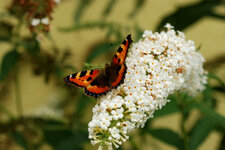 DSC_2032.JPG