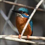c_DSC_9533.jpg