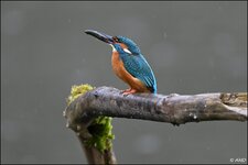 c_DSC_9487.jpg