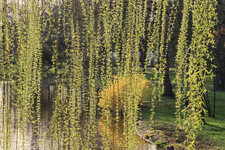 IMG_1672-1.jpg
