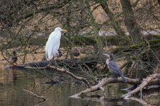 SilberreiherKormoran.jpg