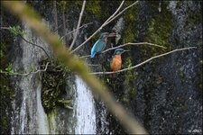 c_DSC_9712.jpg
