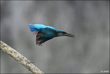 c_DSC_9730.jpg