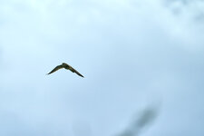 DSC09706.jpg