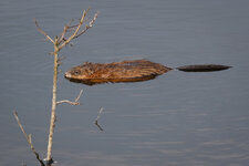 _S525457-10.jpg