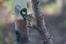 comp_Brandmaus-0263.jpg