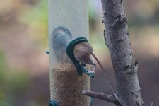 comp_Brandmaus-0267.jpg