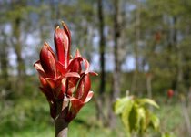 DSC03910 Arboretum Greifswald.JPG