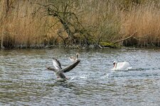 DSC07980 Schwan verjagt Gänse aus Revier (C) 1920.jpg