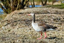 DSC08223 Wildgans Ganz Ellernholzteich 2024+ 1920.jpg
