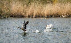 DSC08053 Wildgans flieht vor bösem Schwan 1920.jpg