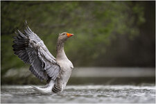 NZ9_4759+ mkl2,5 D.jpg