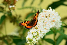 DSC_2032_01.JPG