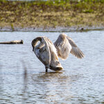 Schwan1.jpg