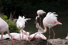 200mm Flamingos.jpg