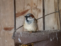 Alpenzoo-4.jpg