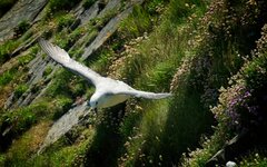 Vogel fliegt.jpg