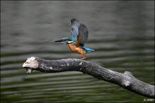 c_DSC_1033.jpg