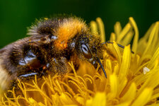 Pollensammler.jpg