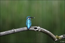 c_DSC_1065.jpg