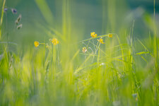 Spring-2.jpg