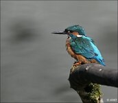 c_DSC_1392.jpg