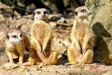 JOE12848_Zoo Krefeld.jpg