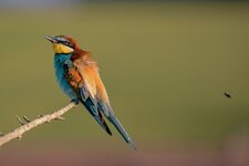 IMG_2087.jpeg