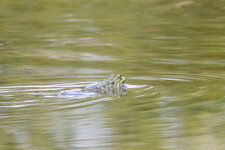 Froggy3.jpg