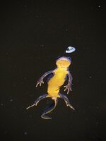 IMG_2085.jpg