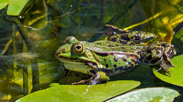 PXL_20240517_ Frosch Froggy  Bot. Garten 2024.jpg
