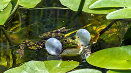 PXL_20240517_ Frosch Froggy Schallblasen Bot. Garten 2024.jpg