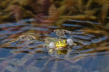 DSC02507.jpg